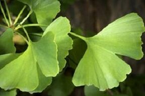 Ginkgo biloba goes for the growth of the penis