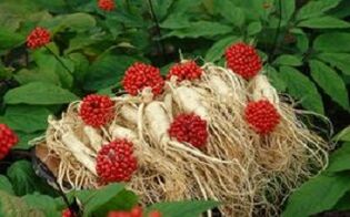 Ginseng increases blood flow to a penis