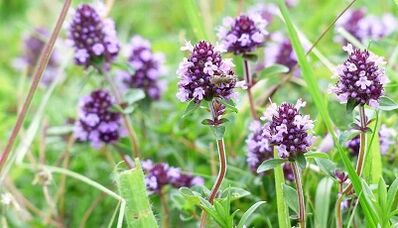 Thyme to increase member