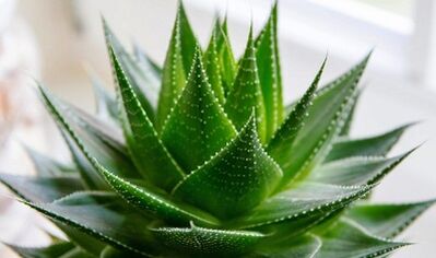 Use of aloe to increase member